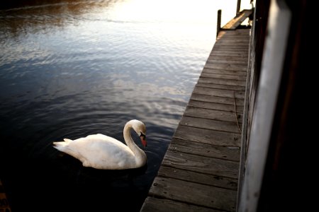 Boardwalk Dock Lake photo