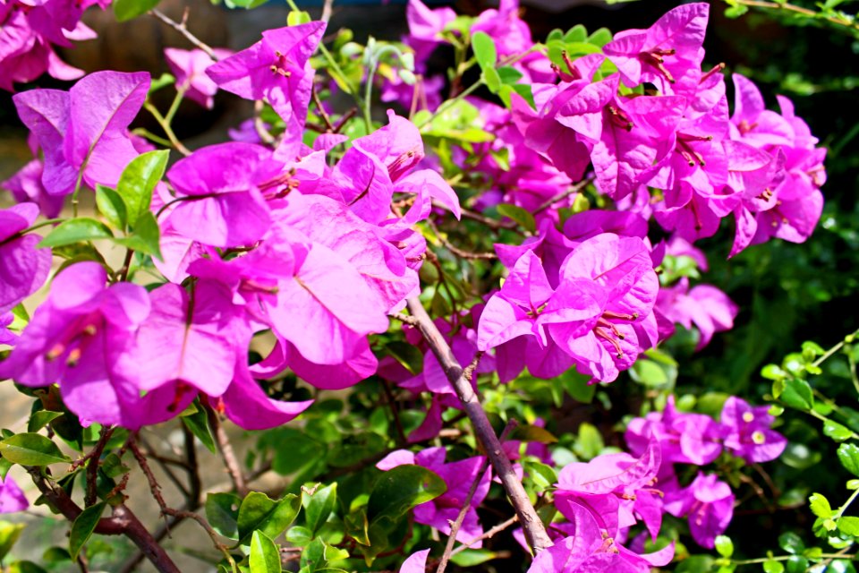 Background Bloom Blooming