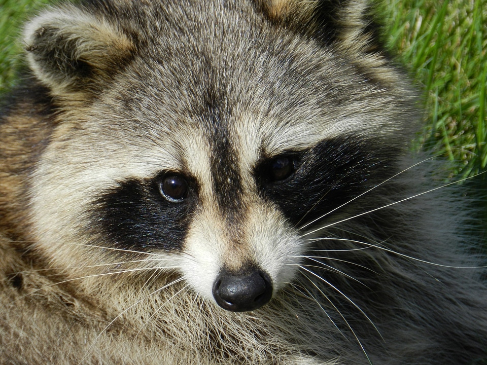 Common raccoon north american raccoon northern raccoon