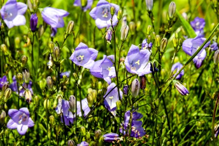 Alpine Plant Bloom photo