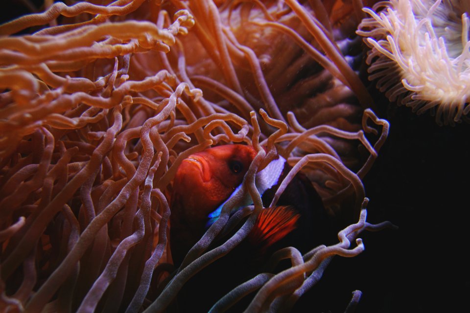 Anemone Aquatic Biology