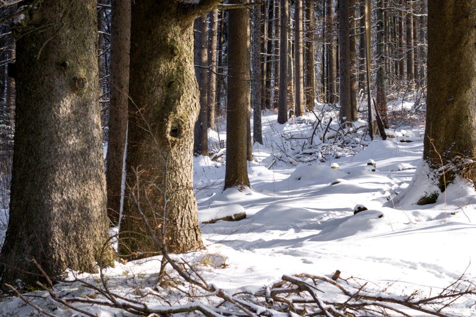 Branches Environment Forest