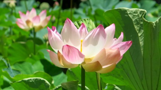Aquatic Plant Bloom