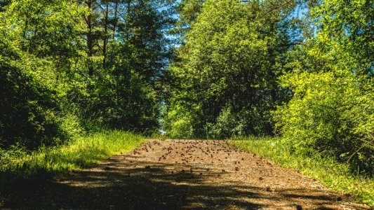 Environment Forest Grass