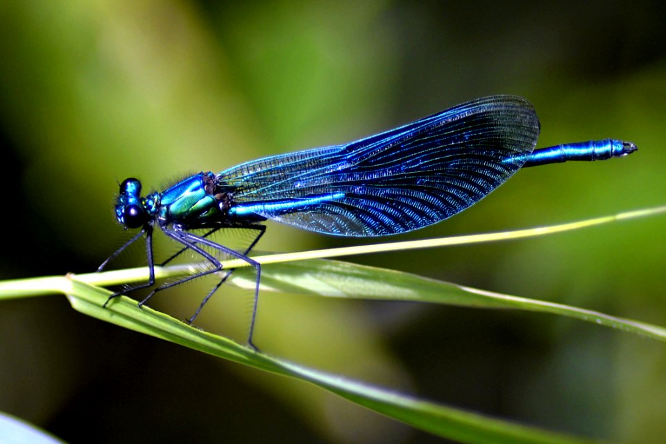 Antenna Biology Blue