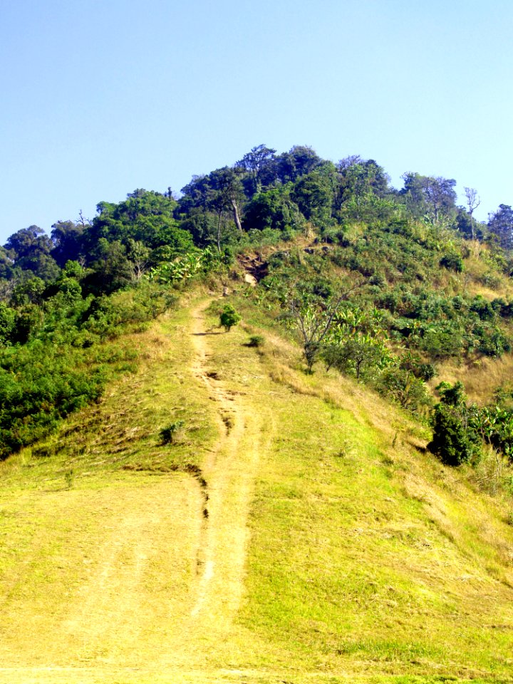 Environment Foliage Forest