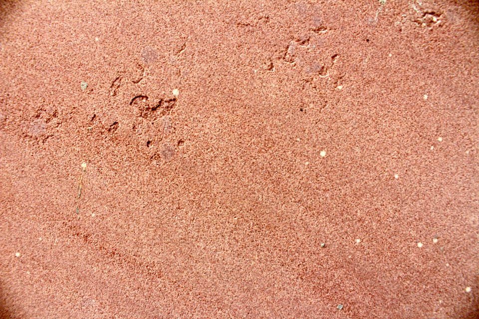 Environment Nature Sand