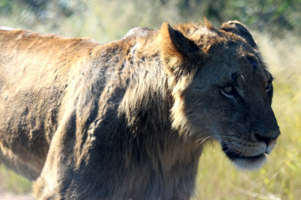 Africa Animal Photography