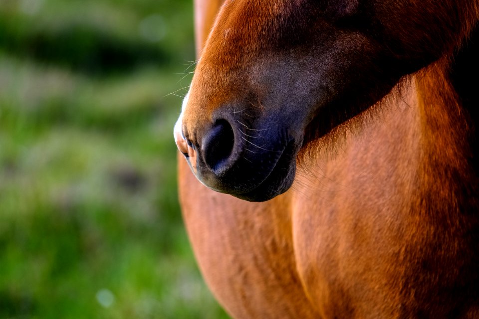 Animal Photography Blur