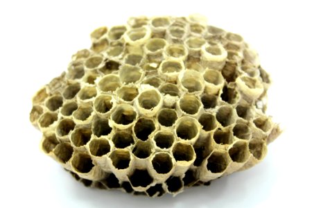 Bee Beehive Hive