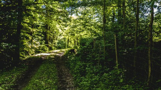 Daylight Dirt Road