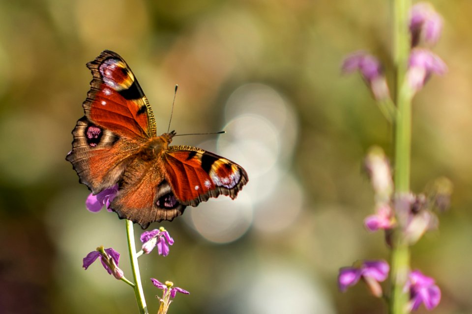 Bloom Blossom Butterfly