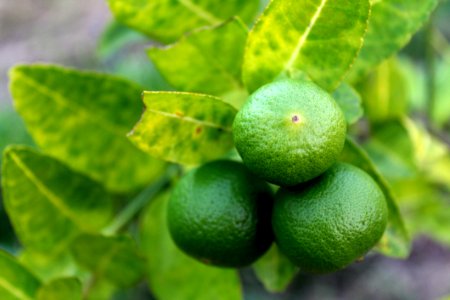 Blur Citrus Fruit