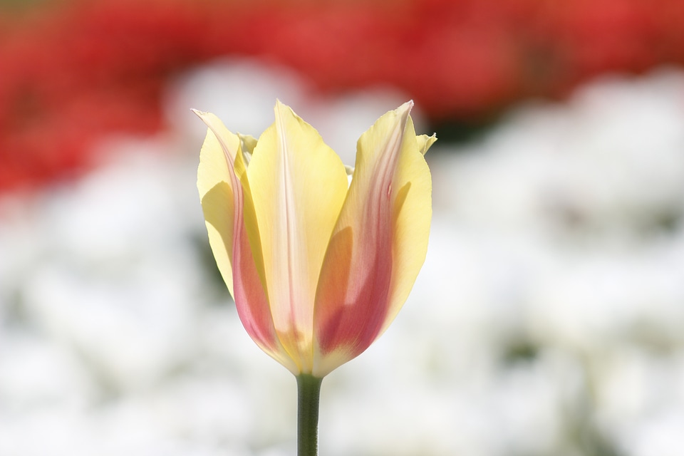 Spring nature garden