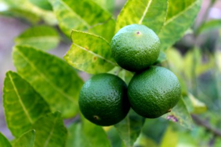 Blur Citrus Fruit