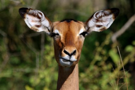 Animal Antelope Barbaric