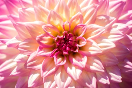 Bloom Blossom Chrysanthemum photo