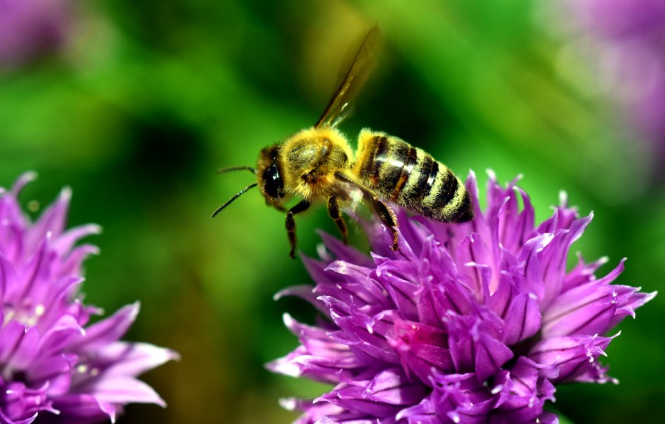 Bee Bloom Blooming