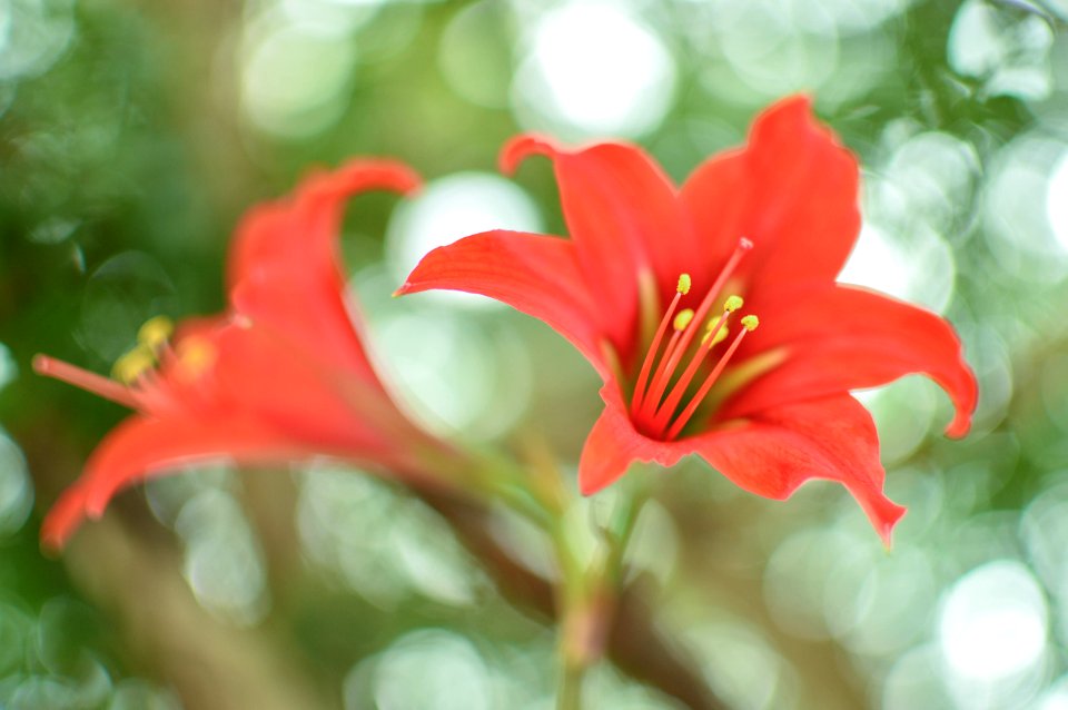 Bloom Blossom Close-up