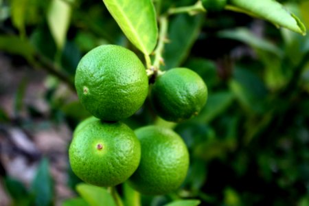 Blur Citrus Fruit