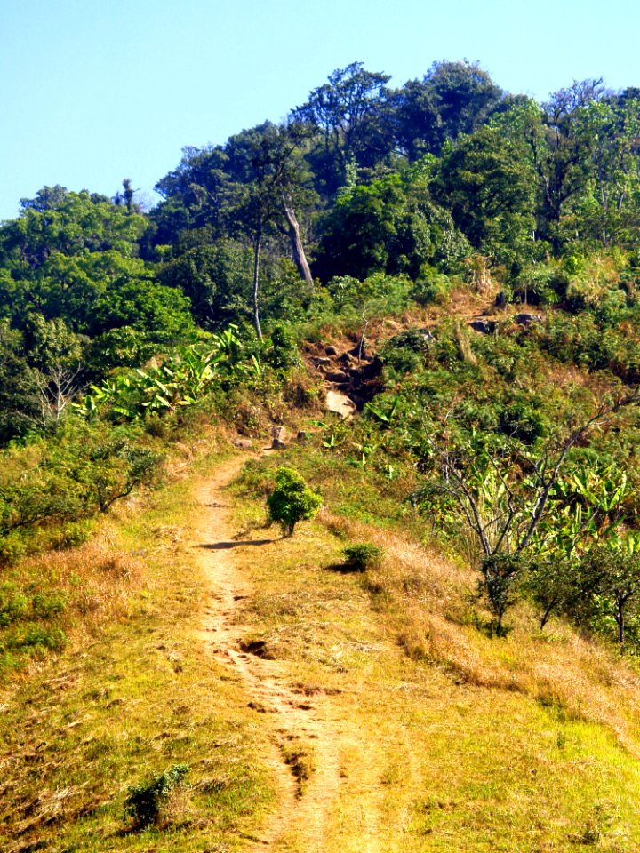 Environment Foliage Forest