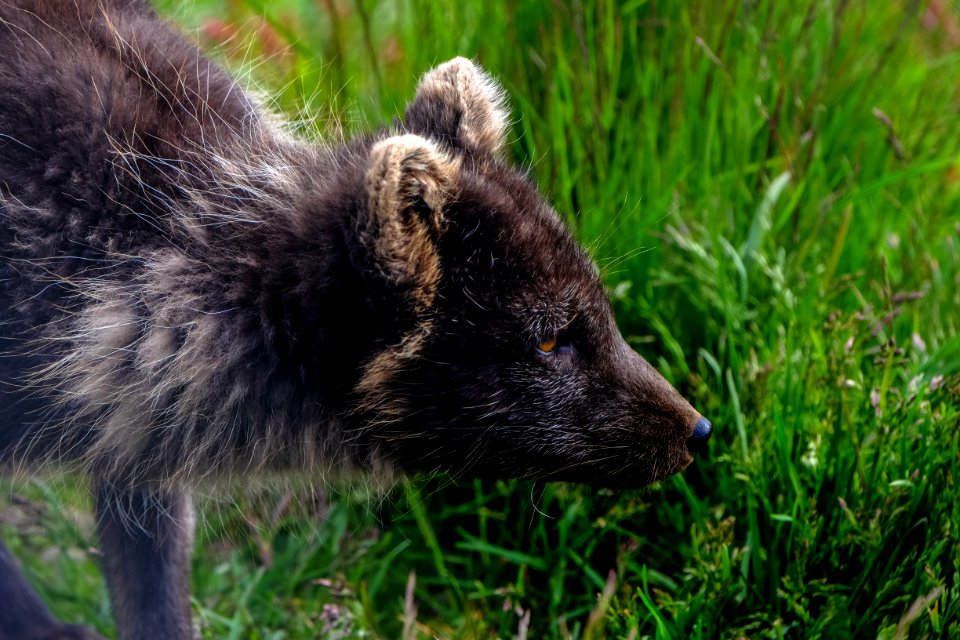 Animal Photography Blur