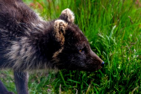 Animal Photography Blur