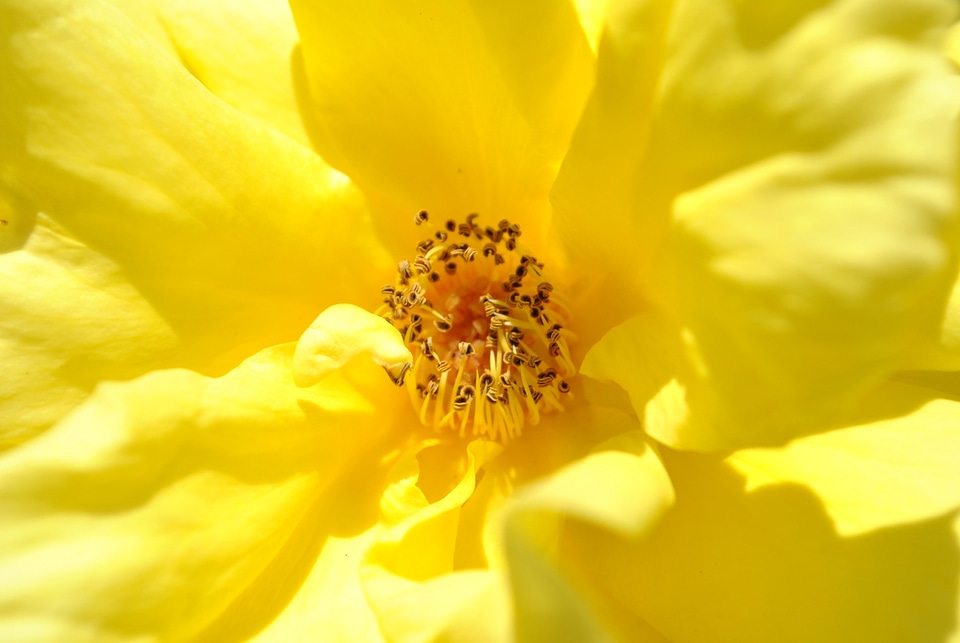 Rose blossom bloom