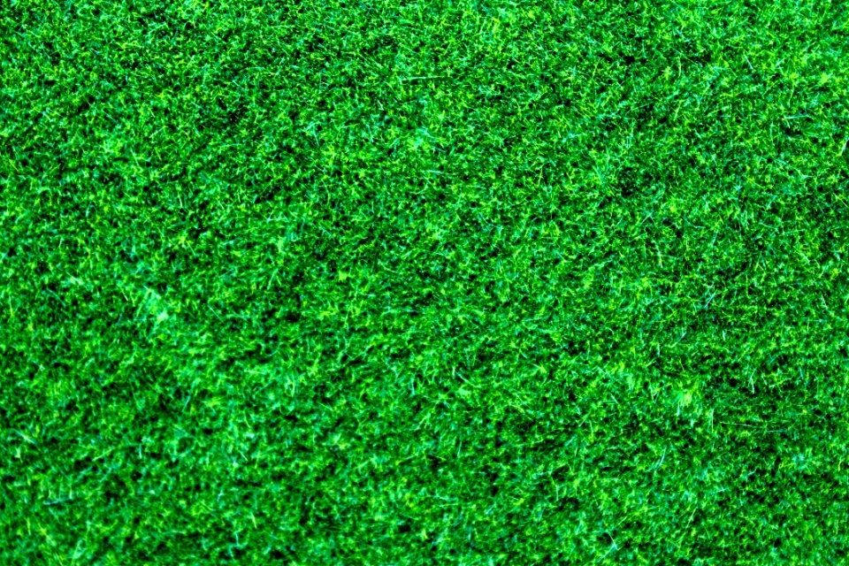 Close-up Foliage Grass