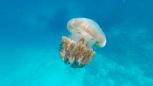 Animal Aqua Aquatic