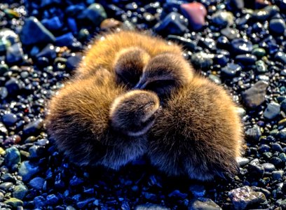 Adorable Avian Baby