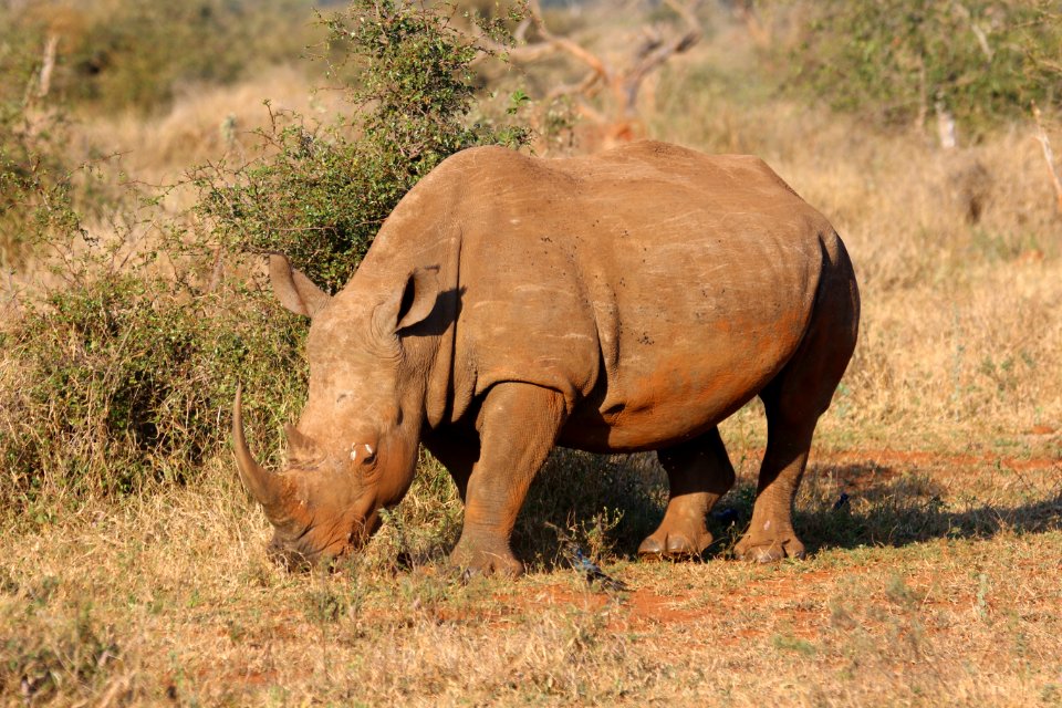 Africa Animal Barbaric