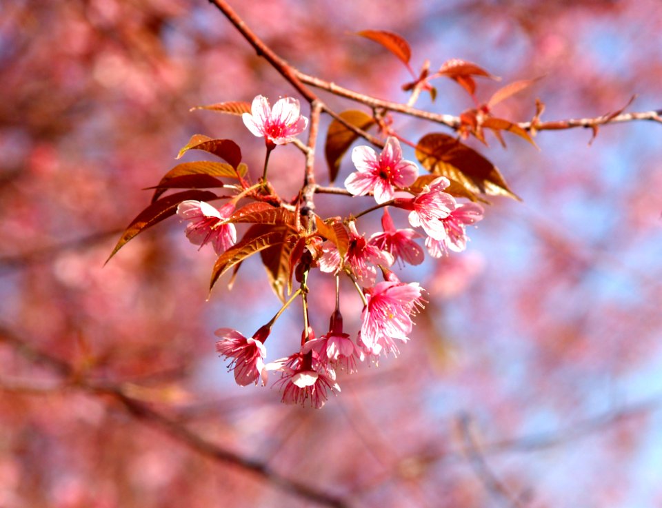 Background Beautiful Bloom