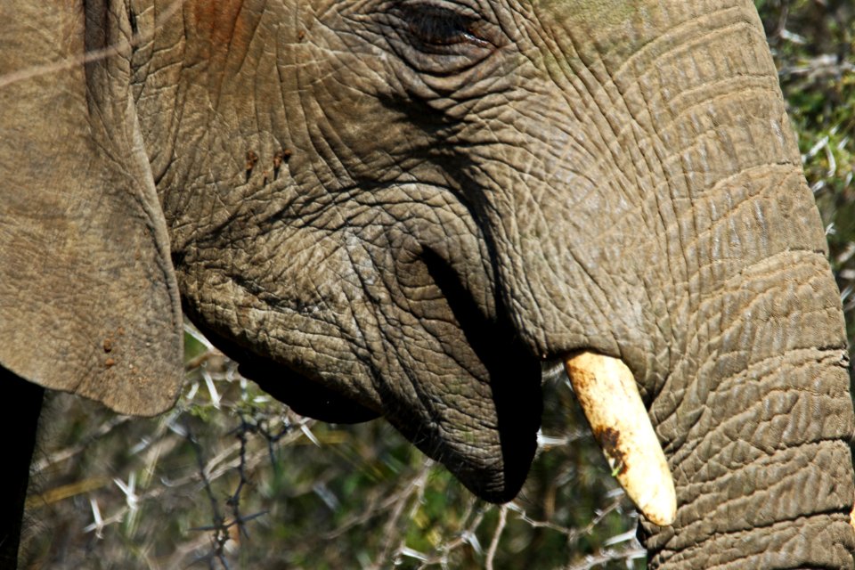 Africa Animal Photography