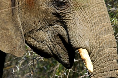 Africa Animal Photography