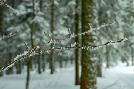 Branch Close-up Cold