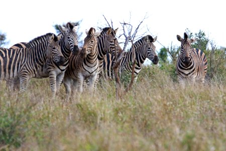 Africa Animal Photography