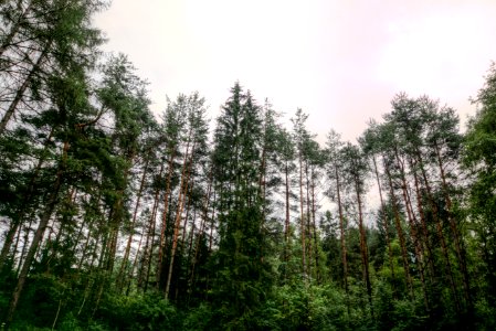 Clouds Conifer Daylight