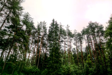 Clouds Conifer Daylight photo