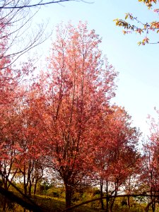 Background Beautiful Bloom