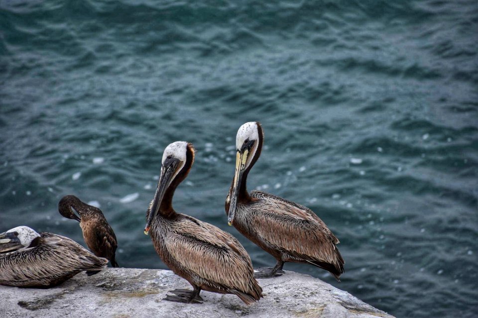 Animal Photography Avian