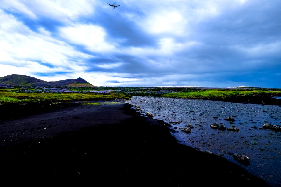 Bird Clouds Environment