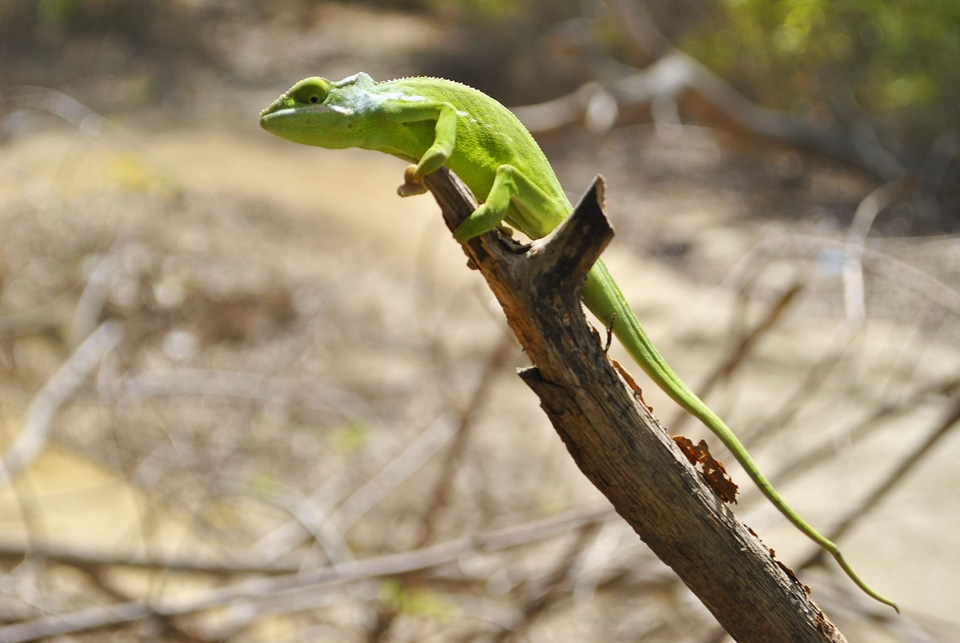 Mayotte dziani lake reptile