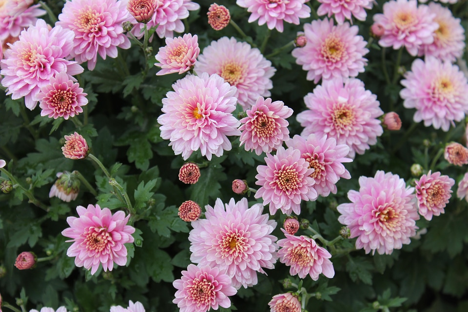 Chrysanthemum x morifolium bloom pink