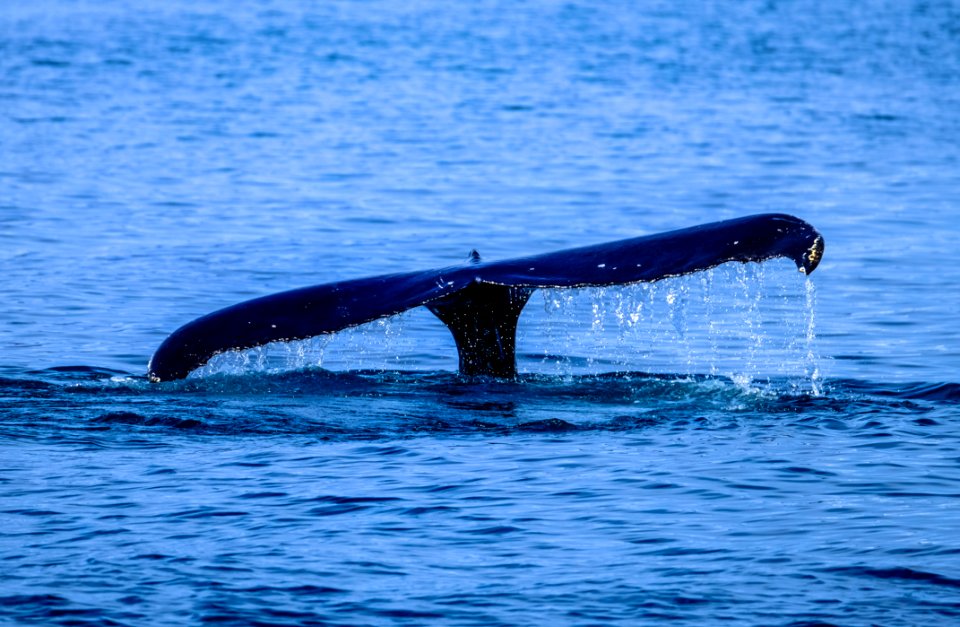 Action Animal Ocean