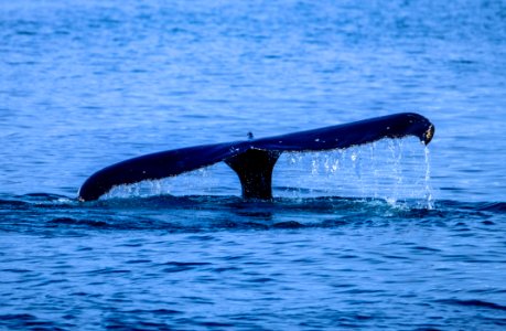 Action Animal Ocean