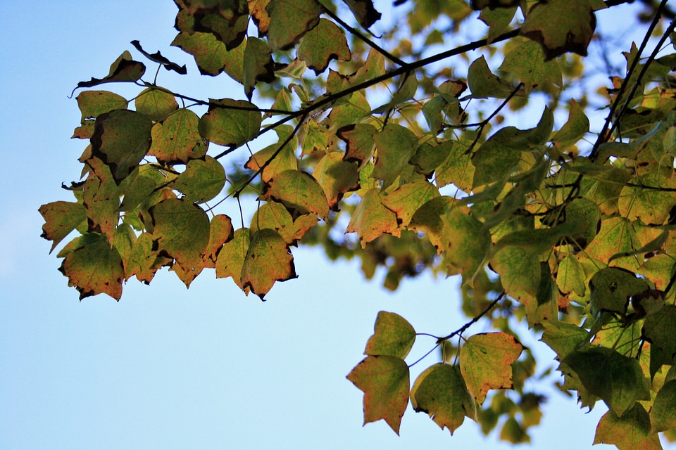 Green yellow season