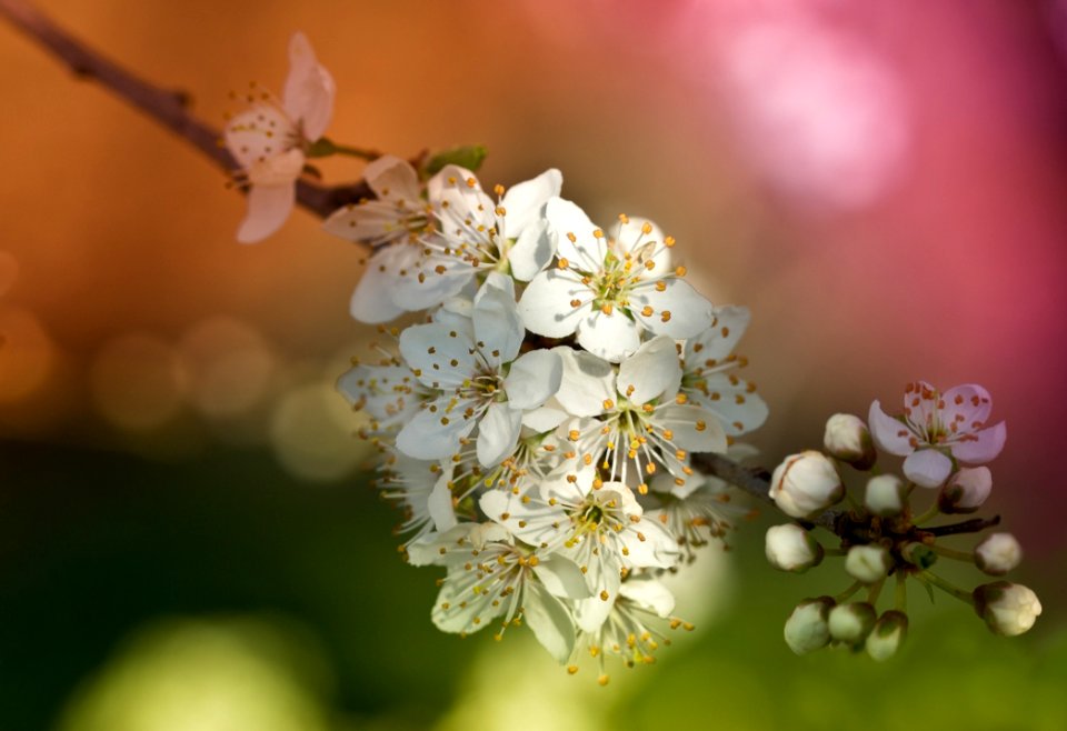 Beautiful Bloom Blooming