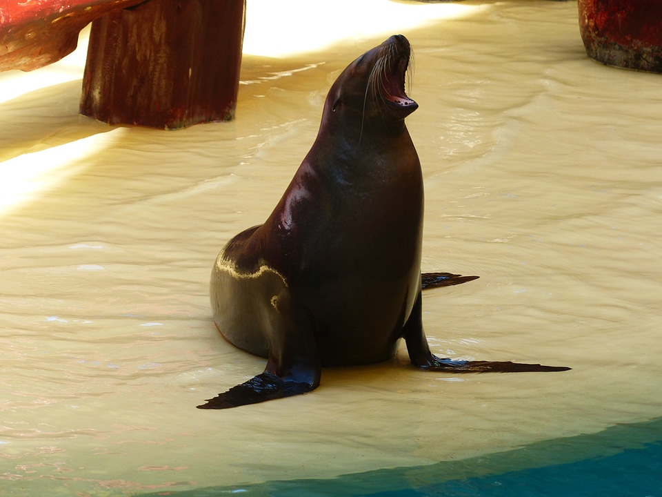 Robbe performing mammal