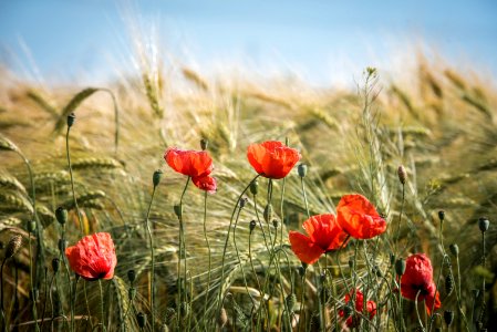 Agriculture Barley Bloom